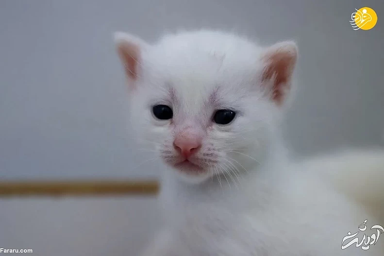 (تصاویر) ویژگیهای منحصربه فرد گربه وان